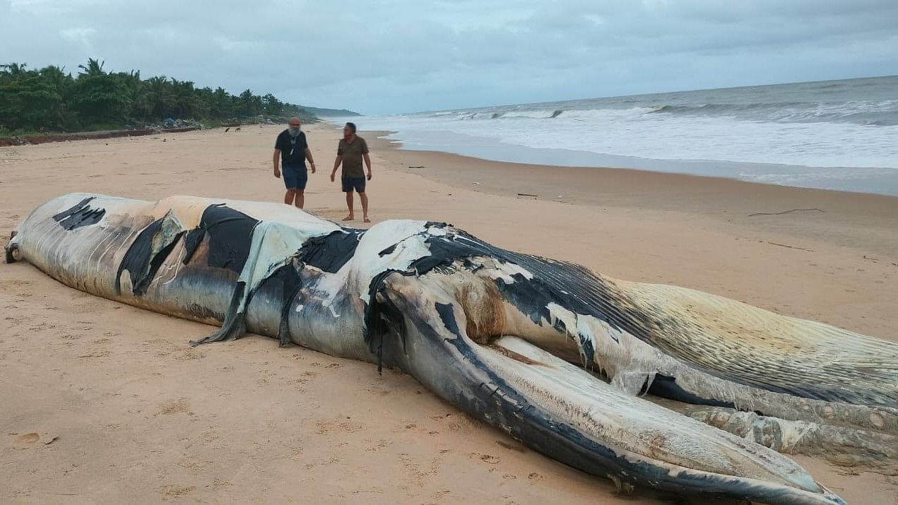<div class="paragraphs"><p>The carcass of a 23-ft-long female sub-adult Bryde’s whale was found on the beaches of Kasarkod Tonka near Honnavar in Uttara Kannada district on Saturday.</p></div>