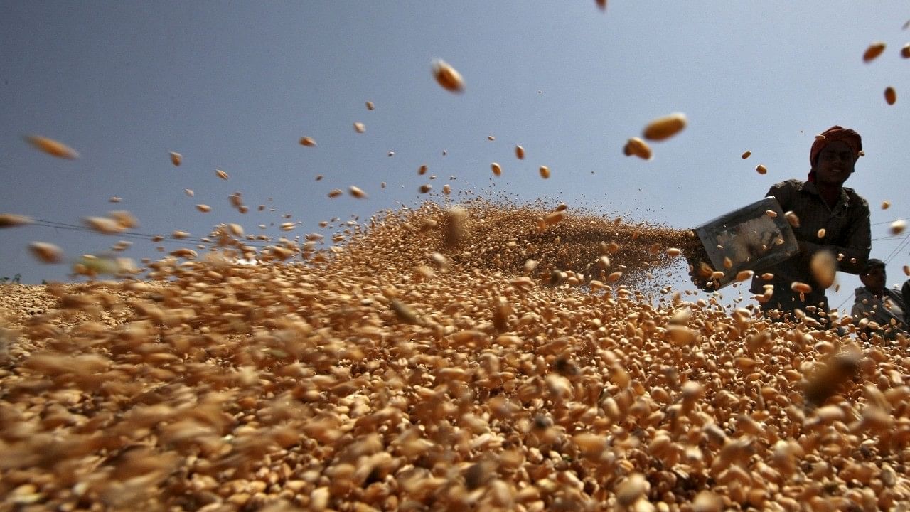<div class="paragraphs"><p>File photo of a farmer handling wheat. </p></div>