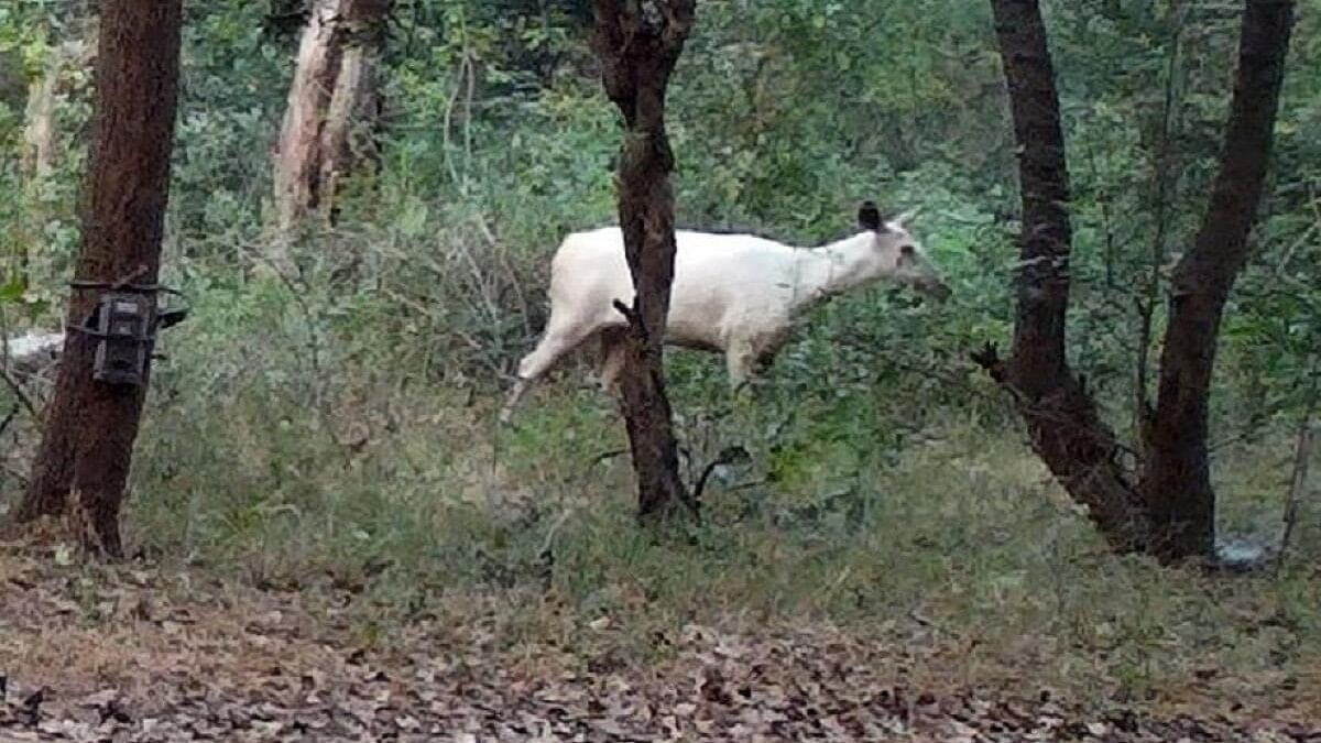 <div class="paragraphs"><p>A rare white sambar deer at Cauvery Wildlife Sanctuary limits, in Chamarajanagar district.</p></div>