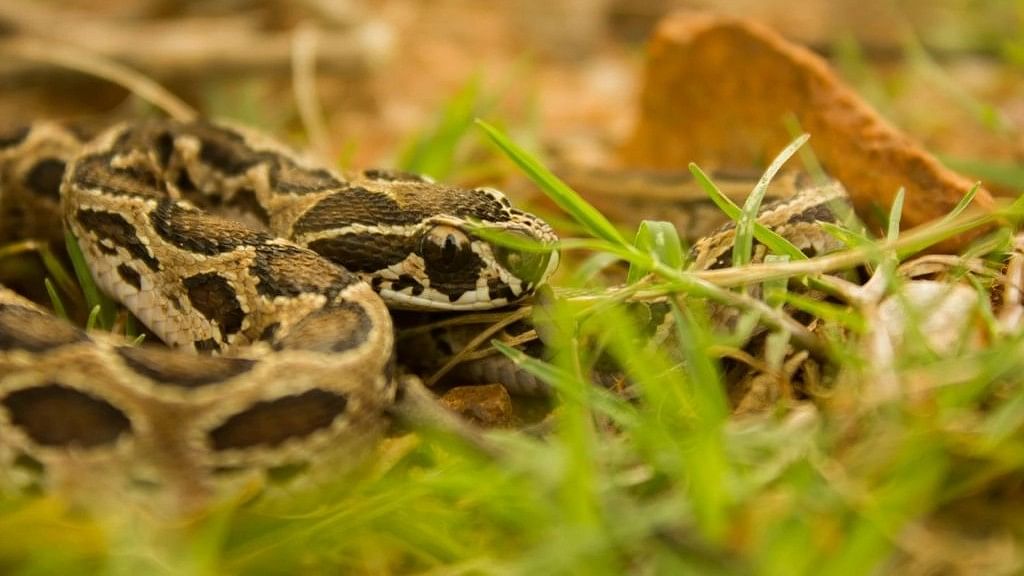 <div class="paragraphs"><p>Russell’s Vipers are perhaps one of the most feared snakes. </p></div>