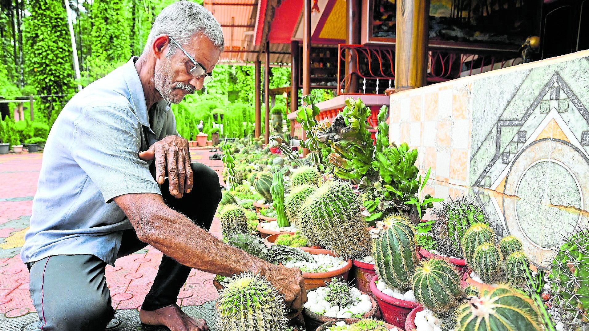 <div class="paragraphs"><p>Thirumaleshwar Bhat with his cactus collection . (Right) A variety of cacti at Bhat’s garden in Kuriyaje, Sullia.</p></div>