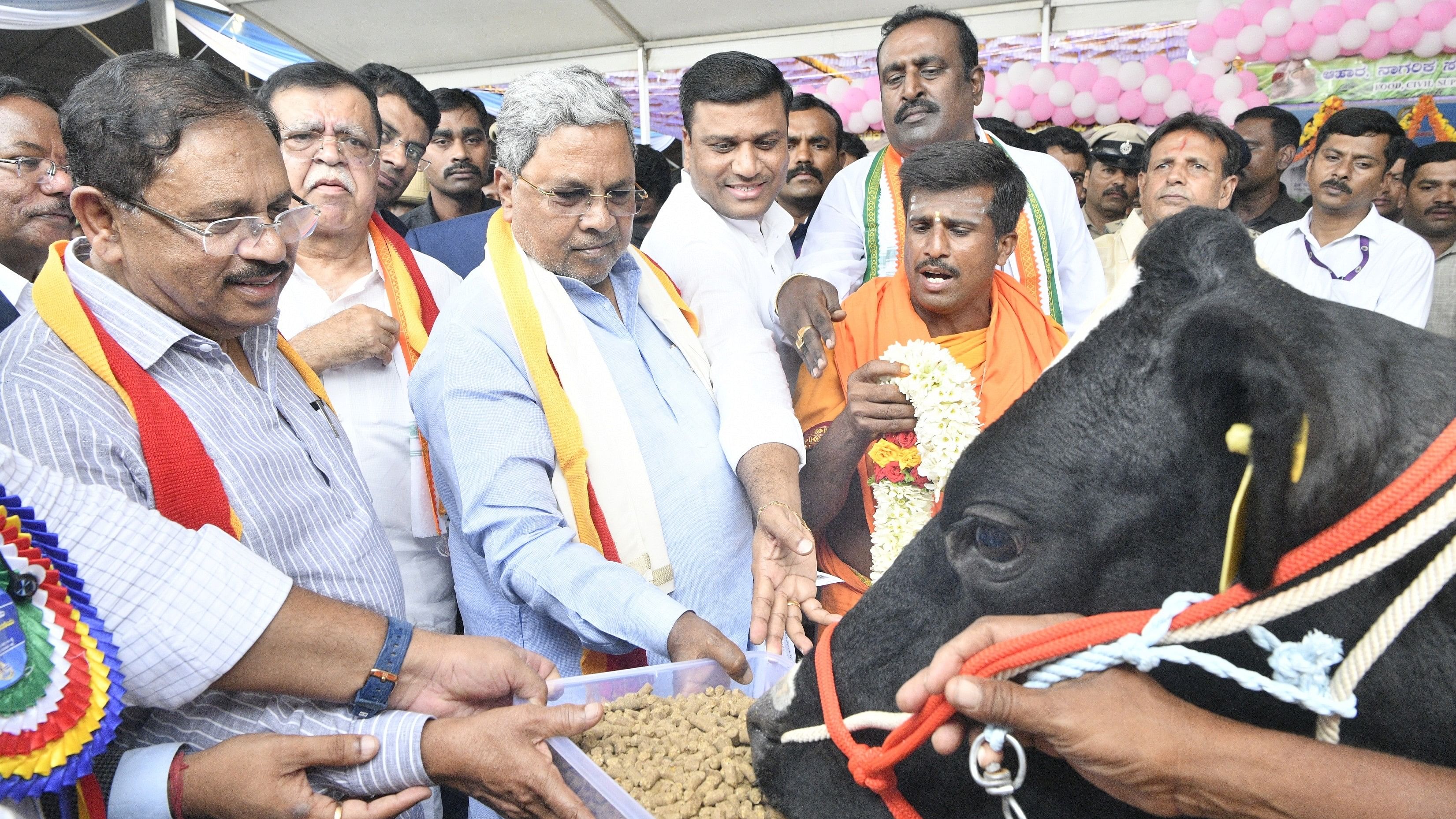 <div class="paragraphs"><p>Chief Minister Siddaramaiah feeds groundnuts to a cow after performing gau puja at an event to mark decennial celebrations of the Ksheera Bhagya scheme in Madhugiri, Tumakuru district, on Wednesday. Ministers G Parameshwara and K N Rajanna are seen. DH PHOTO</p></div>