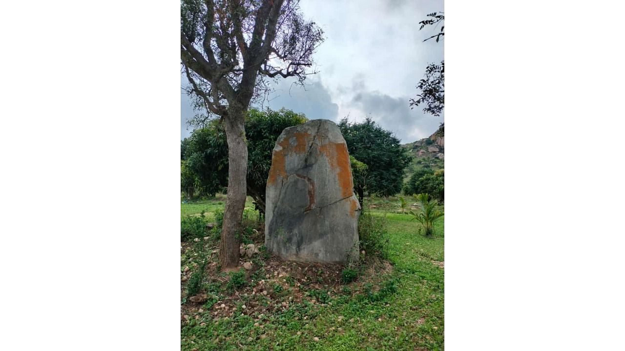 <div class="paragraphs"><p>Menhir, discovered at the foot of Yoganarasimhaswamy Hill, in Melkote, Pandavapura taluk, Mandya district, on Saturday. </p></div>