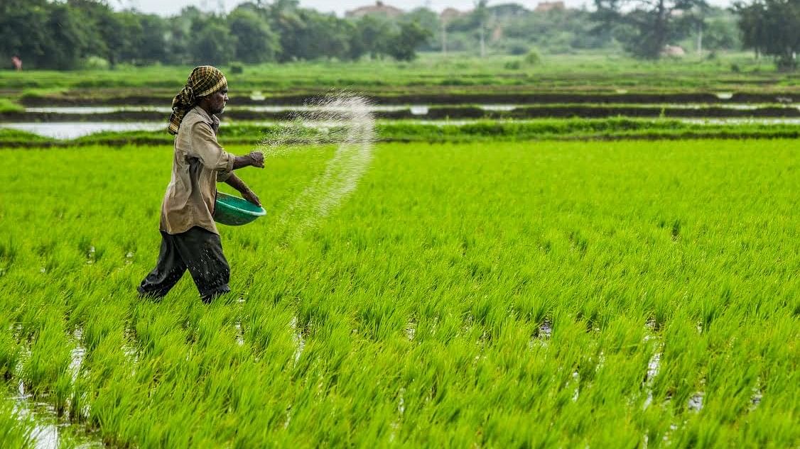 <div class="paragraphs"><p>A farmer sprinkles fertiliser on paddy crop in Koppal district.</p></div>