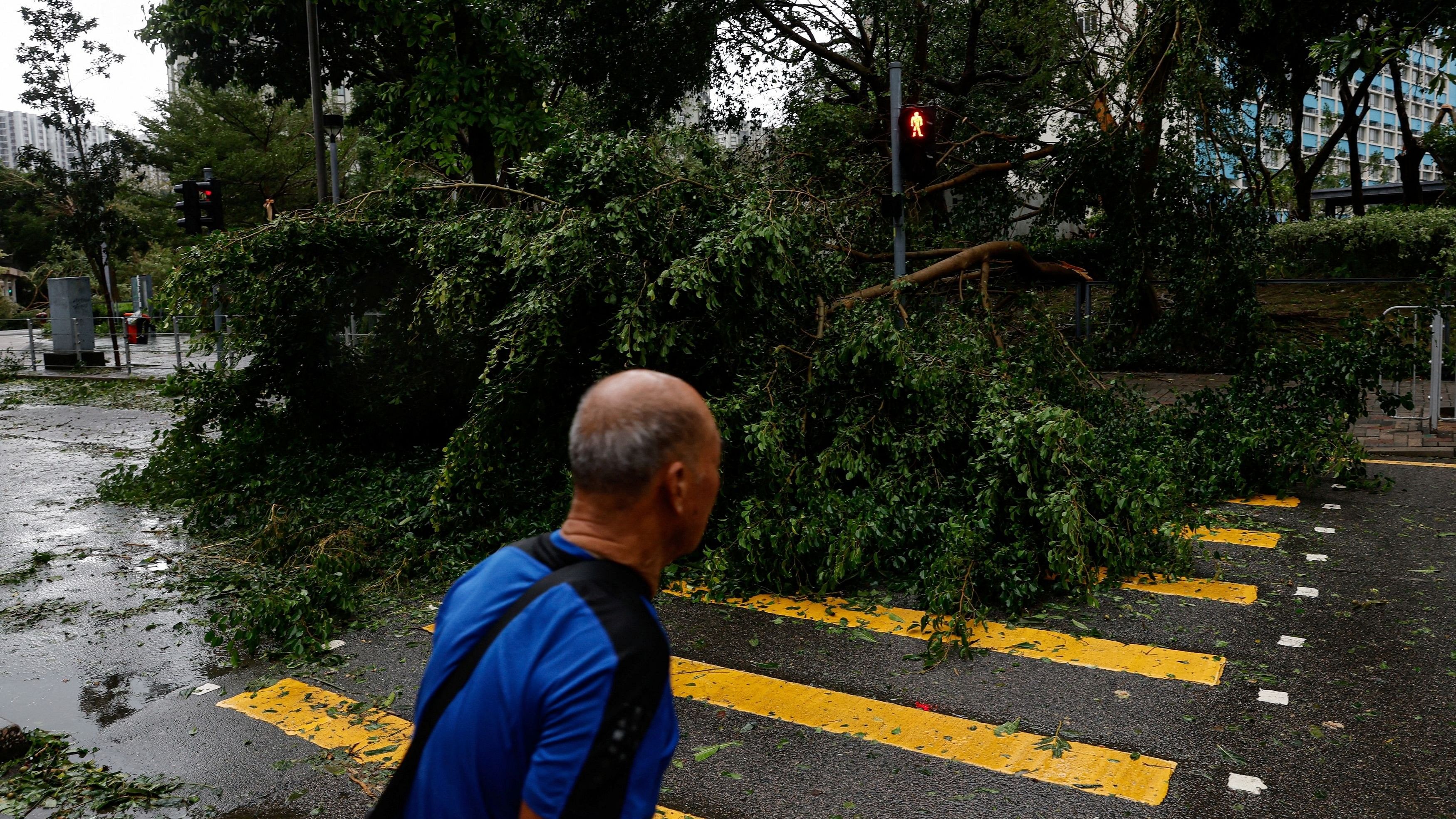 <div class="paragraphs"><p>A man walks near fallen trees following Super Typhoon Saola, in Hong Kong, China September 2, 2023. </p></div>