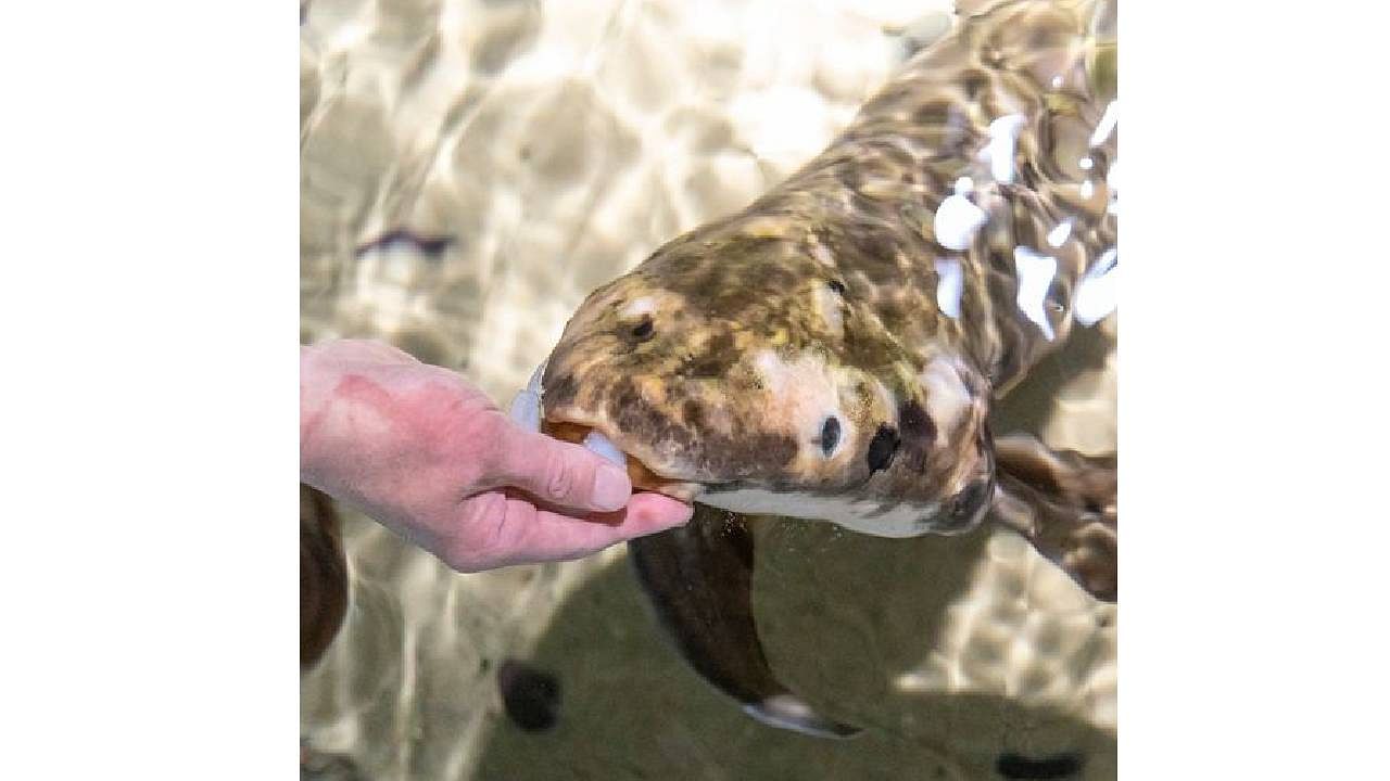 <div class="paragraphs"><p>A photo of Methuselah, the oldest living aquarium Australian lungfish.&nbsp;</p></div>