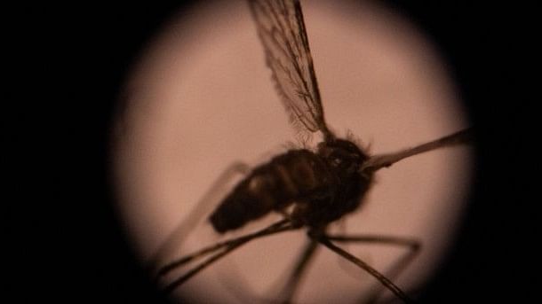 <div class="paragraphs"><p>Representative picture of a dengue-spreading mosquito. </p></div>
