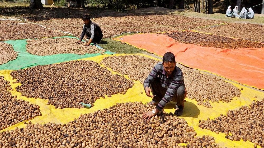 <div class="paragraphs"><p>Kashmiri people display walnuts for sale at Aalamguni in South Kashmir’s Shopian district.</p></div>