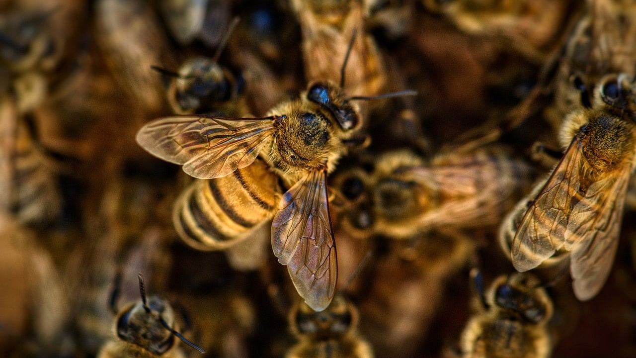 <div class="paragraphs"><p>Representative image of bees.</p></div>