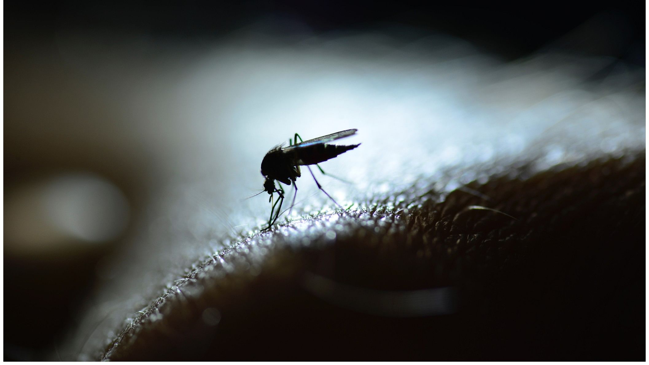 <div class="paragraphs"><p>Representative image of a dengue spreading mosquito.</p></div>