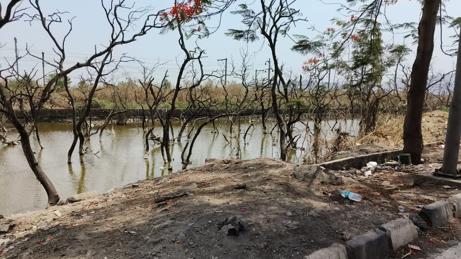 <div class="paragraphs"><p>Stretches of mangrove trees, which are in a state of destruction in the satellite township of Navi Mumbai</p></div>