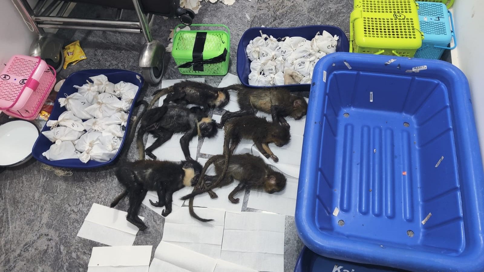 <div class="paragraphs"><p>The six capuchin monkeys were found in check-in baggage on a Bangkok-Bengaluru flight on September 6. </p></div>