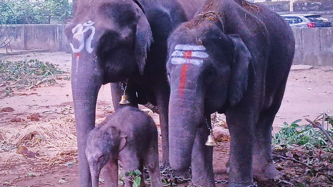 <div class="paragraphs"><p>Baby female elephant seen with her mother Netravathi and another female elephant Hemavathi in the premises of Vasavi school in Shivamogga.</p></div>