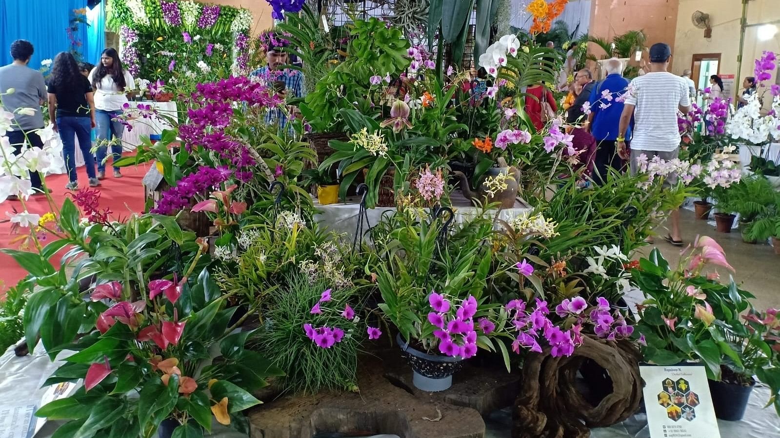 A glimpse from Orchid Show 2019. 