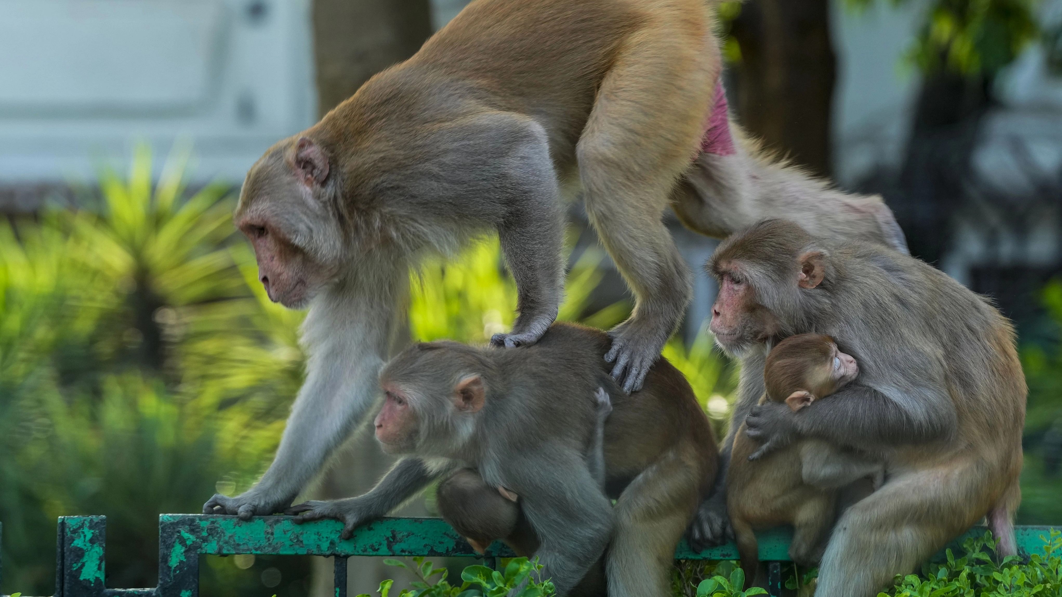 <div class="paragraphs"><p>Representative image of monkeys.&nbsp;</p></div>