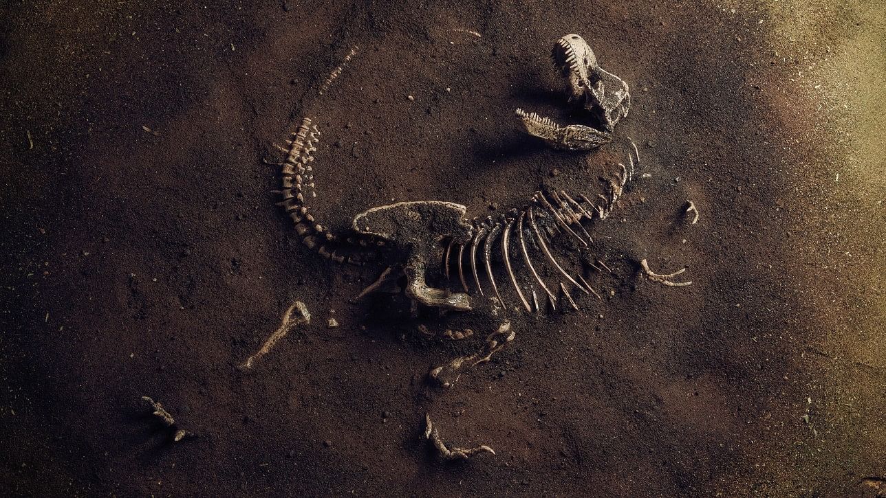 <div class="paragraphs"><p>Representative image of a dinosaur fossil.</p></div>