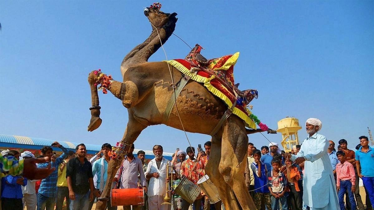<div class="paragraphs"><p>A camel entertains tourists at International Camel Fair in Pushkar, Rajasthan.</p></div>
