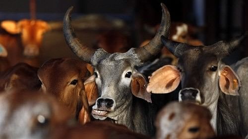 <div class="paragraphs"><p>Representative Image of cows.</p></div>