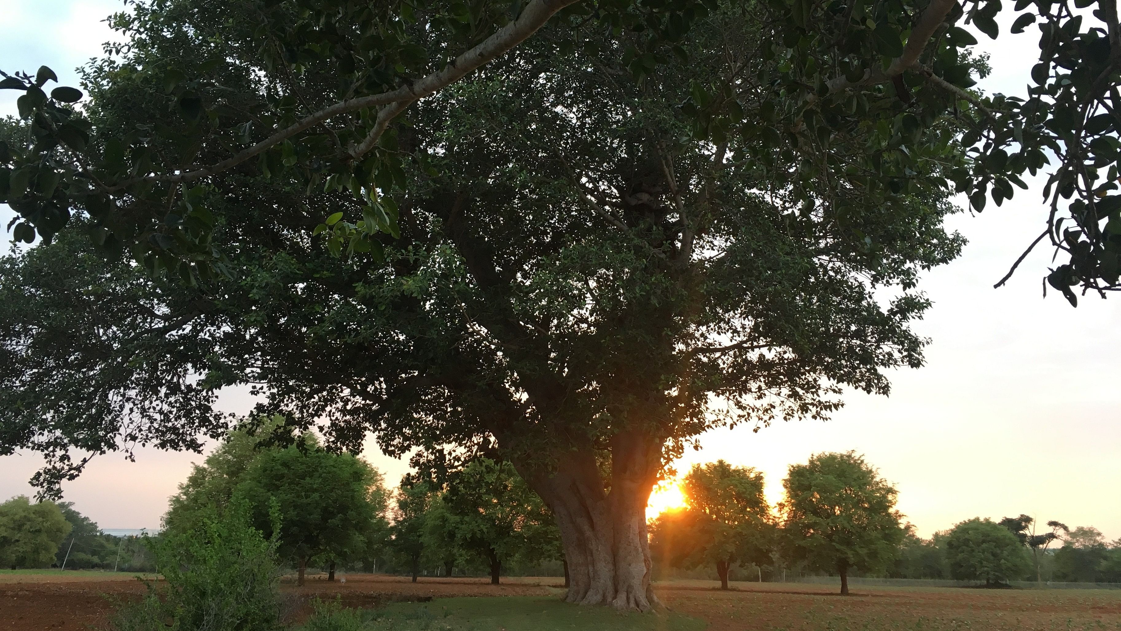 <div class="paragraphs"><p>The regal banyan tree in Navilu Kaadu's neighbourhood. </p></div>