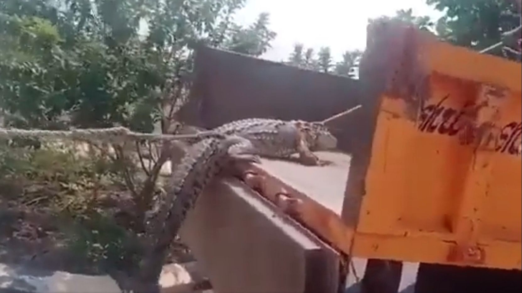<div class="paragraphs"><p>Screengrab from the video showing live crocodile brought to a HESCOM power station.</p></div>