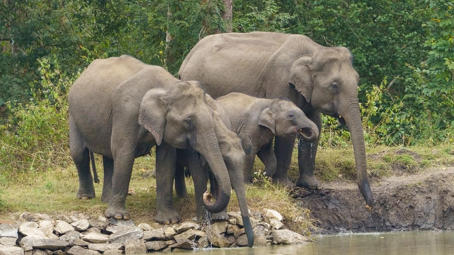 <div class="paragraphs"><p>Elephants at Nagarahole Tiger Reserve. </p></div>