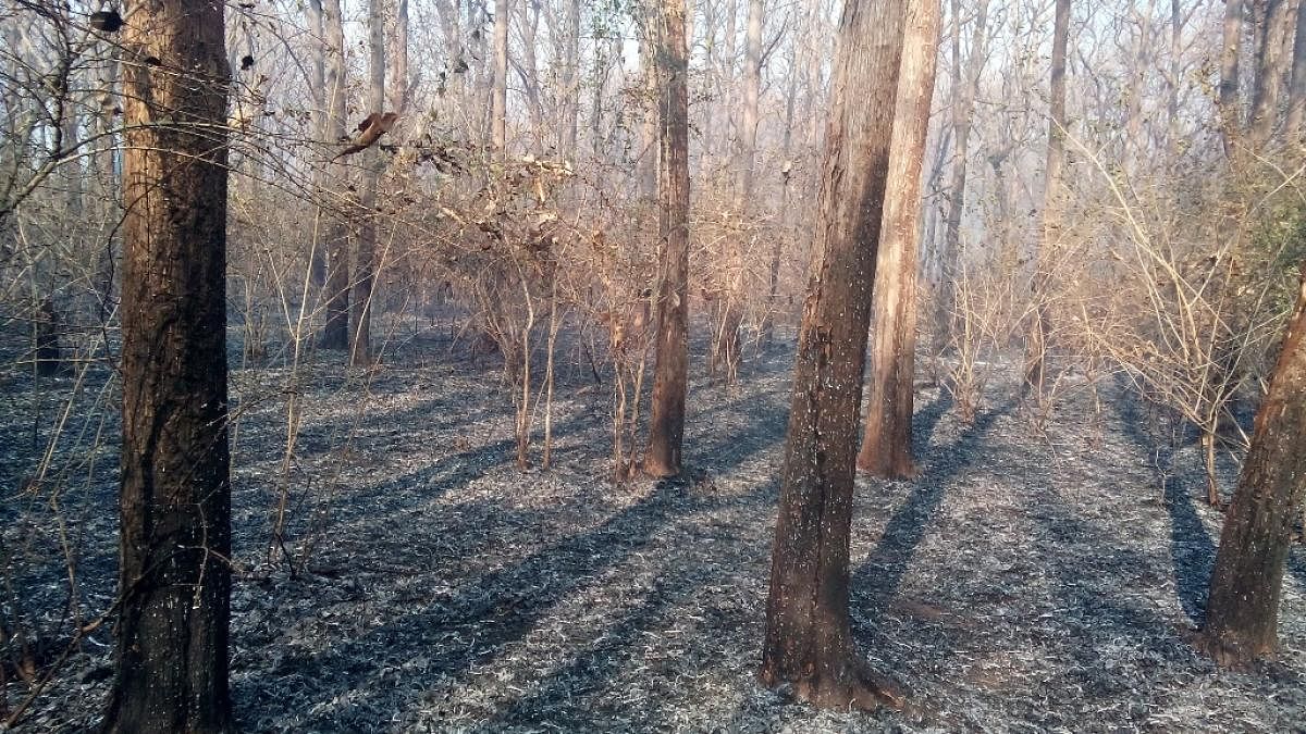 <div class="paragraphs"><p>File Photo of trees in Banavara forest.</p></div>