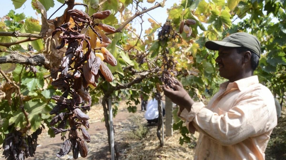 <div class="paragraphs"><p>A farmer looks at damaged grapes due to water scarcity, at Peertakali Village in Solapur.</p></div>