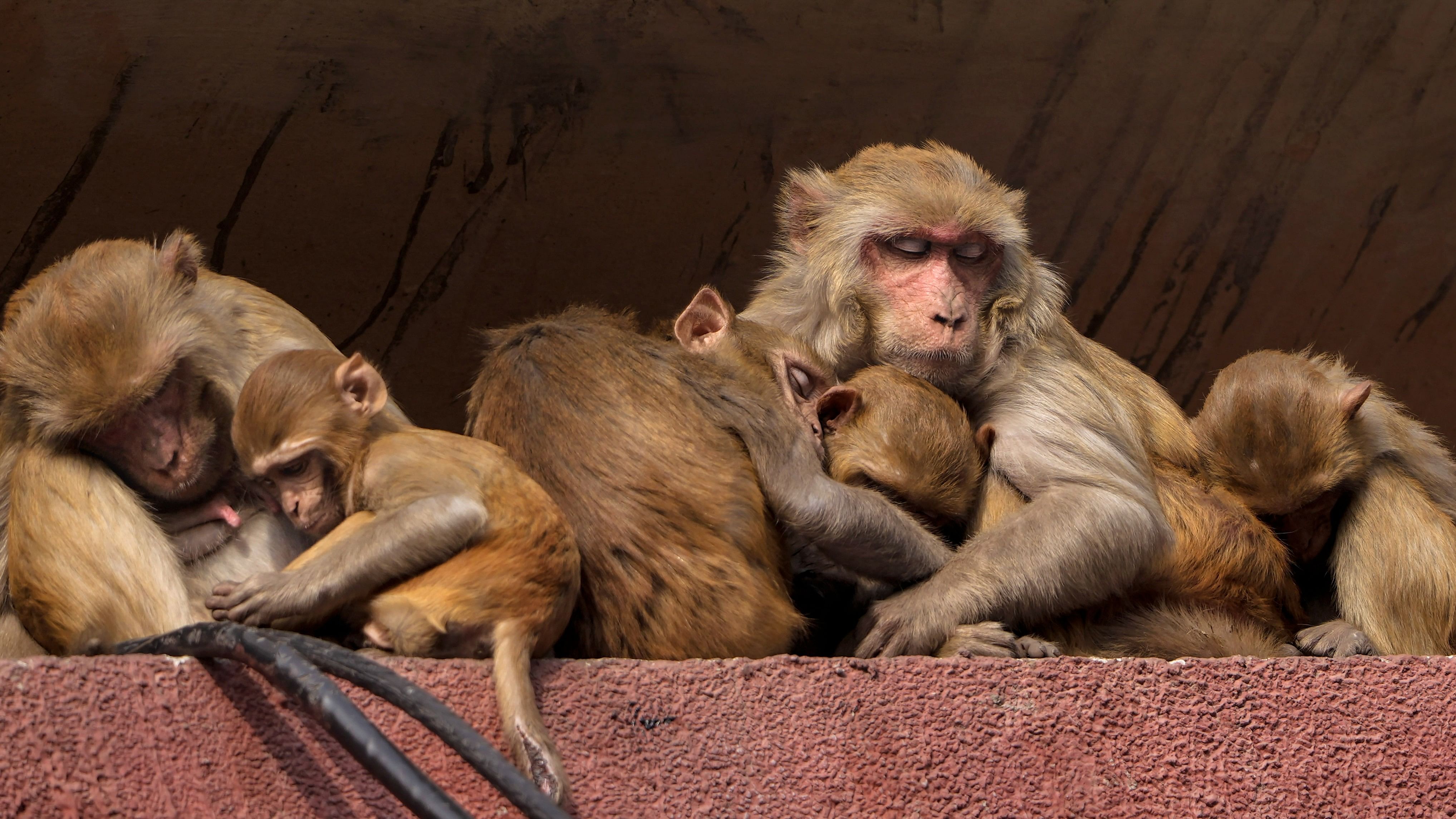 <div class="paragraphs"><p>Representative image of monkeys.</p></div>