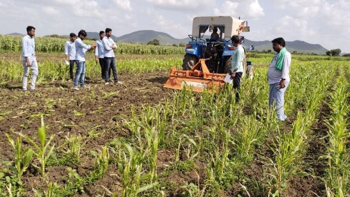 <div class="paragraphs"><p>Maize plants being cleared in the fields at a village in Rattihalli taluk of Haveri district.</p></div>