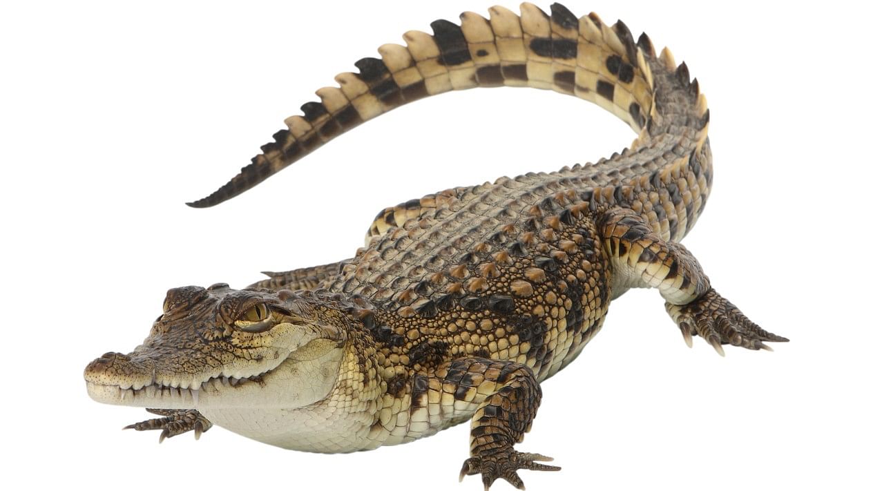 <div class="paragraphs"><p>Representative image of a crocodile</p></div>