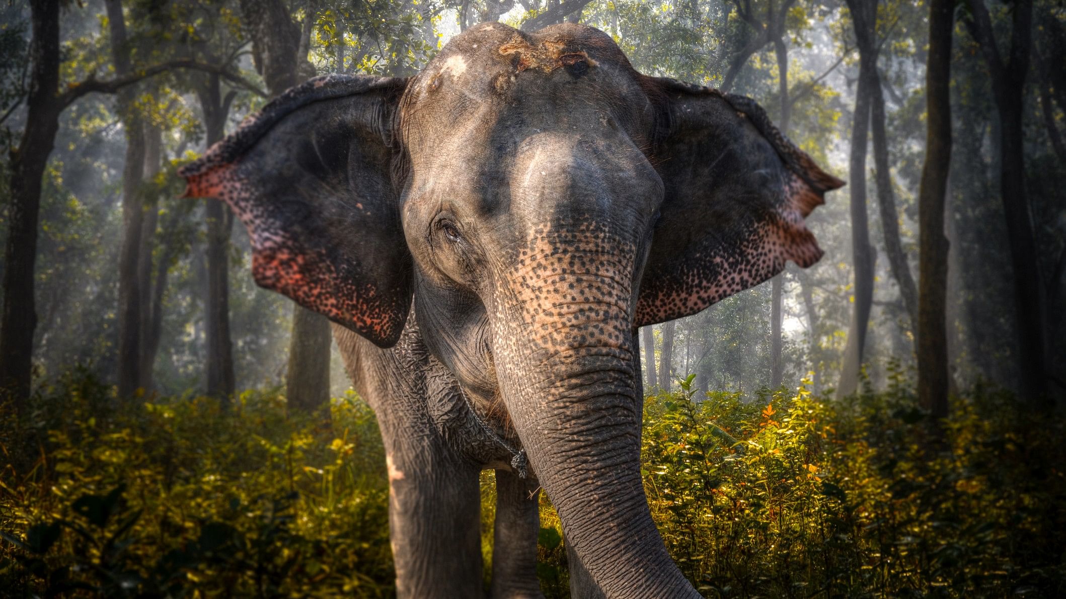 <div class="paragraphs"><p>Representative image showing an elephant in a jungle.</p></div>