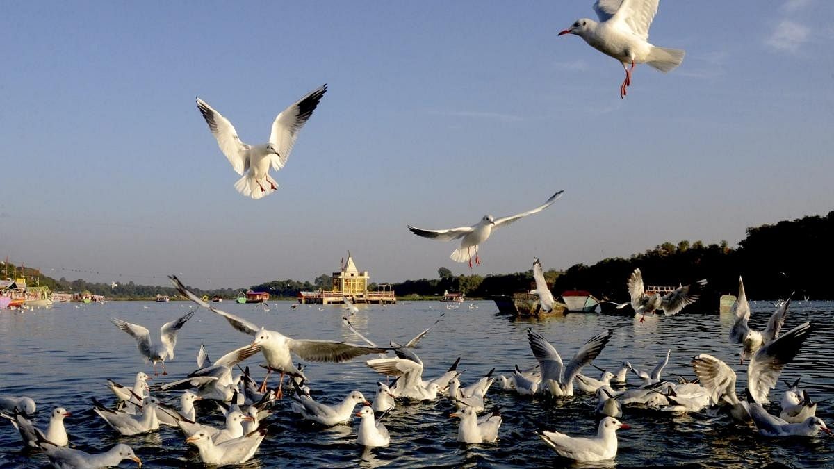 <div class="paragraphs"><p>Migratory birds take flight near the Narmada Temple at Gwarighat, in Jabalpur. </p></div>