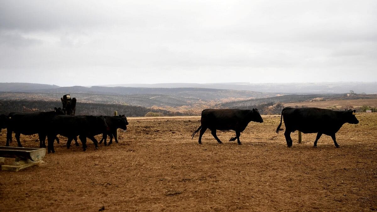 <div class="paragraphs"><p>Representative image showing cattle.</p></div>