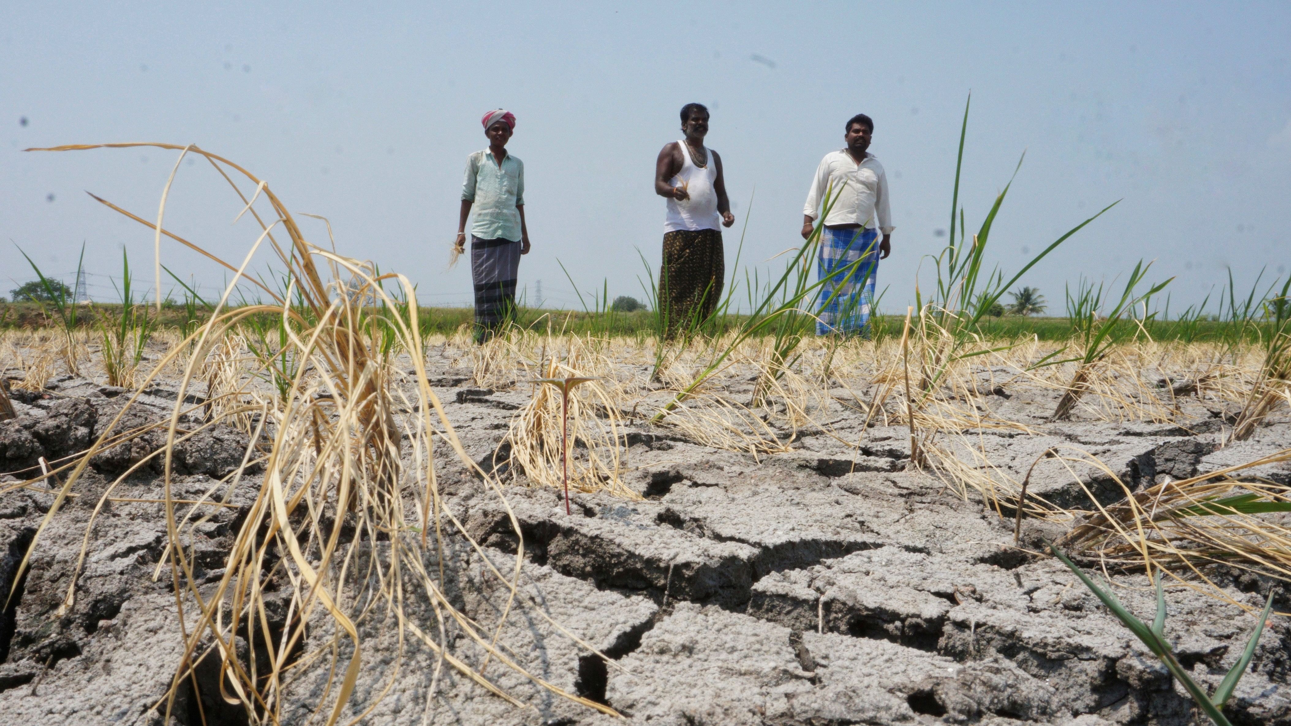 <div class="paragraphs"><p>Farmers in&nbsp;Chanakanur village&nbsp;in Ballari district in a parched paddy field. </p></div>