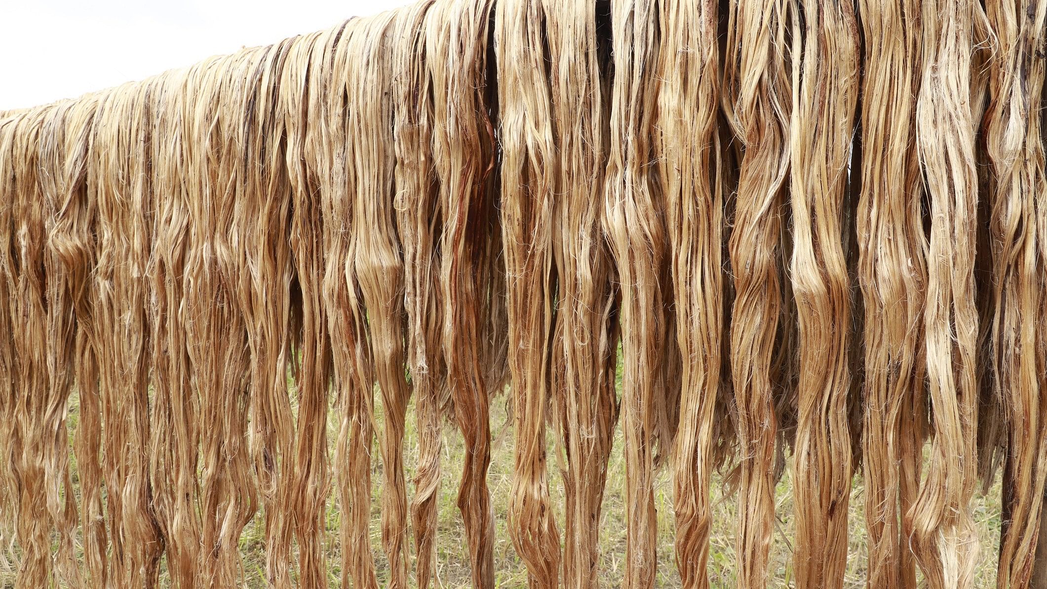 <div class="paragraphs"><p>Raw jute fiber hanging under the sun for drying. (Representative image)</p></div>