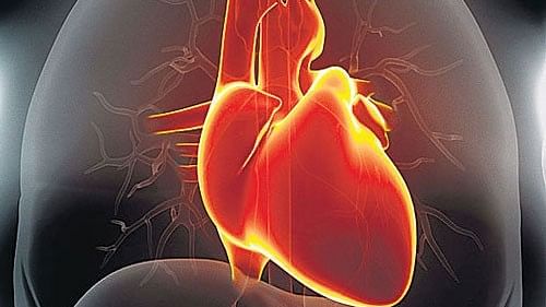 <div class="paragraphs"><p>Representative image of heart.</p></div>