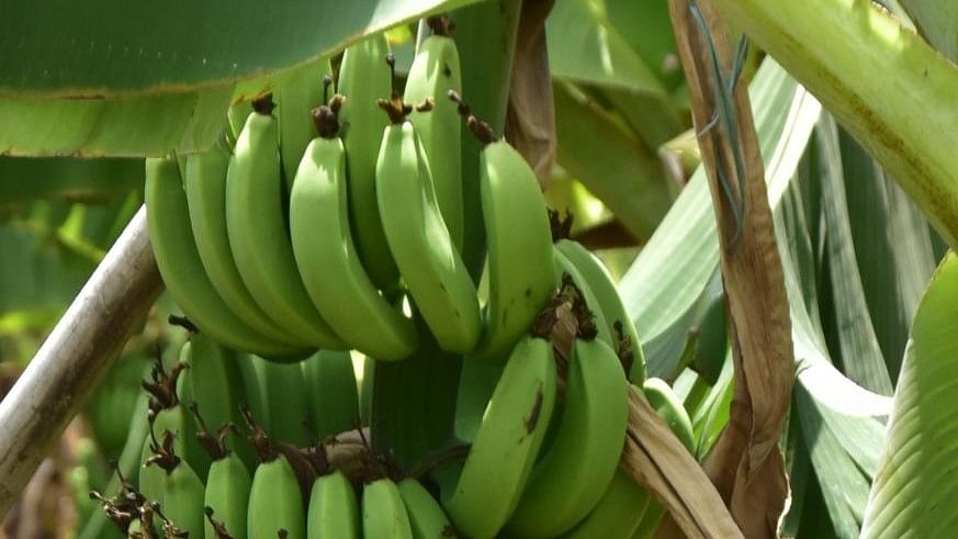 <div class="paragraphs"><p>Banana bunches on a farmland. </p></div>