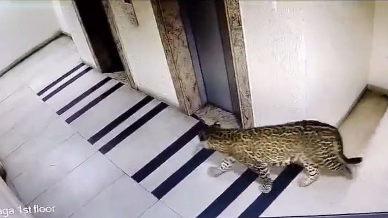 <div class="paragraphs"><p>Leopard spotted in Bengaluru</p></div>