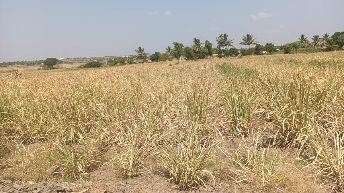 <div class="paragraphs"><p>Sugarcane crops at Sambargi village in Athani taluk in Belagavi district have begun to dry up due to deficit rains and drought. </p></div>