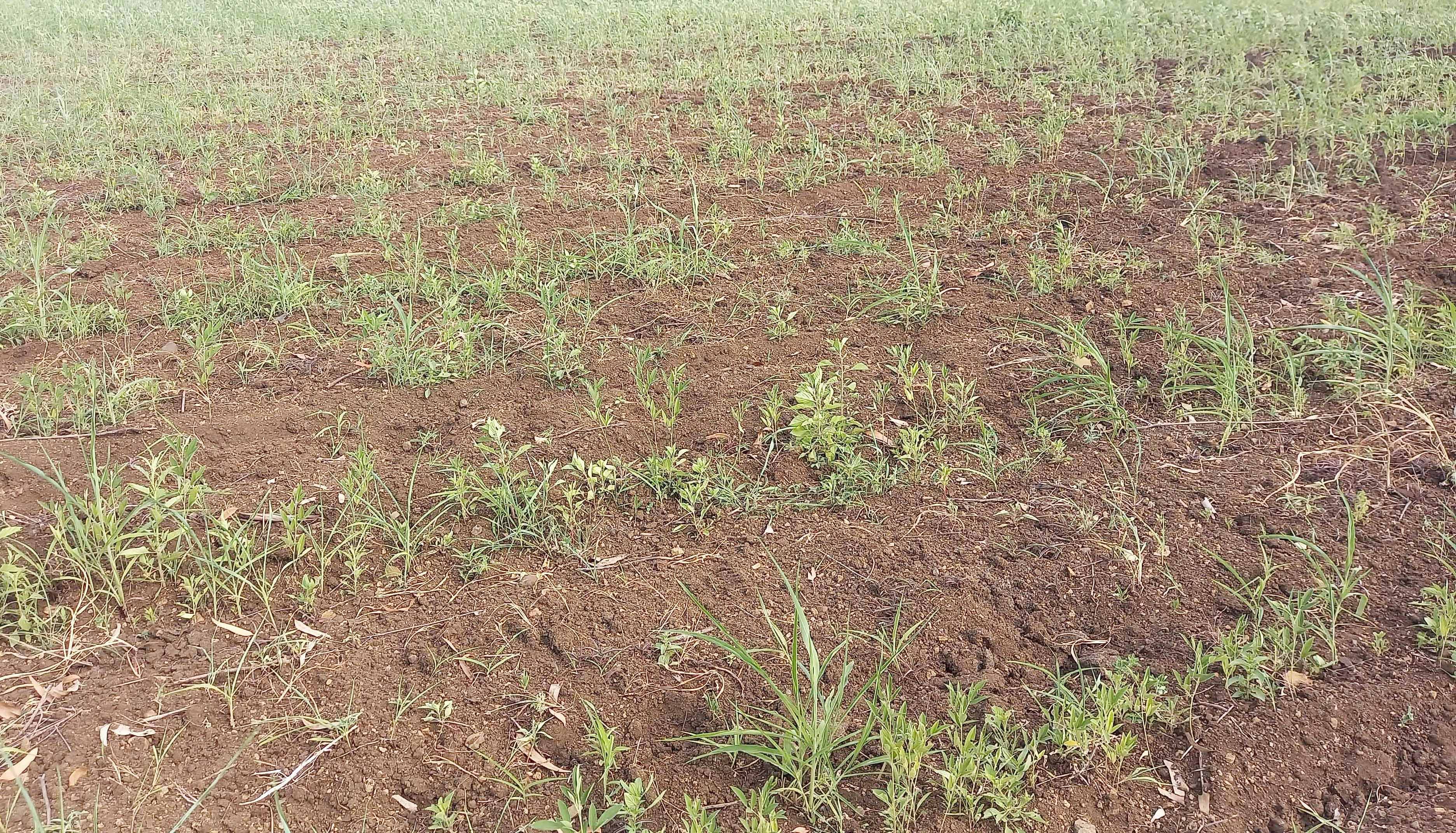 Tur crop failed in Navadagi village of Kamalapur taluk due to erratic monsoon during kharif season.