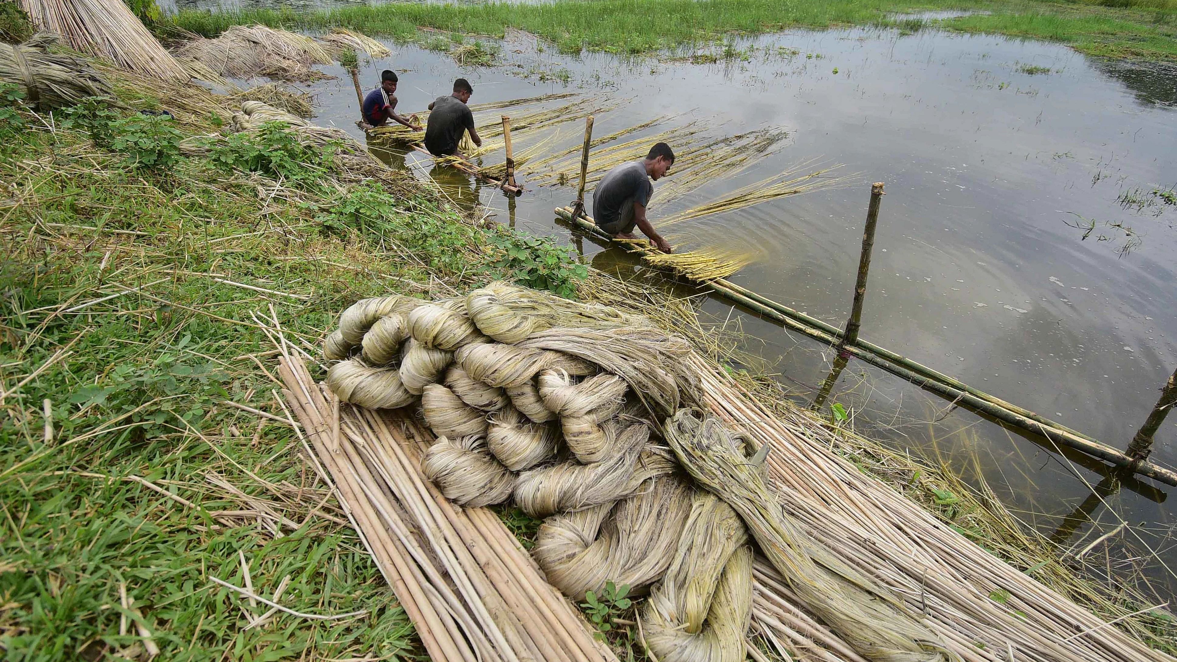 <div class="paragraphs"><p>Representative image showing farmers extracting fibres from jute plants.</p></div>