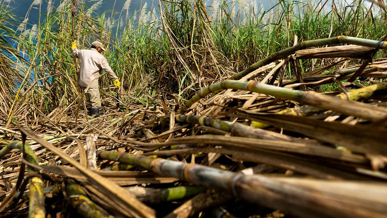 <div class="paragraphs"><p>Representative image showing a farmer harvesting sugarcane in India.</p></div>