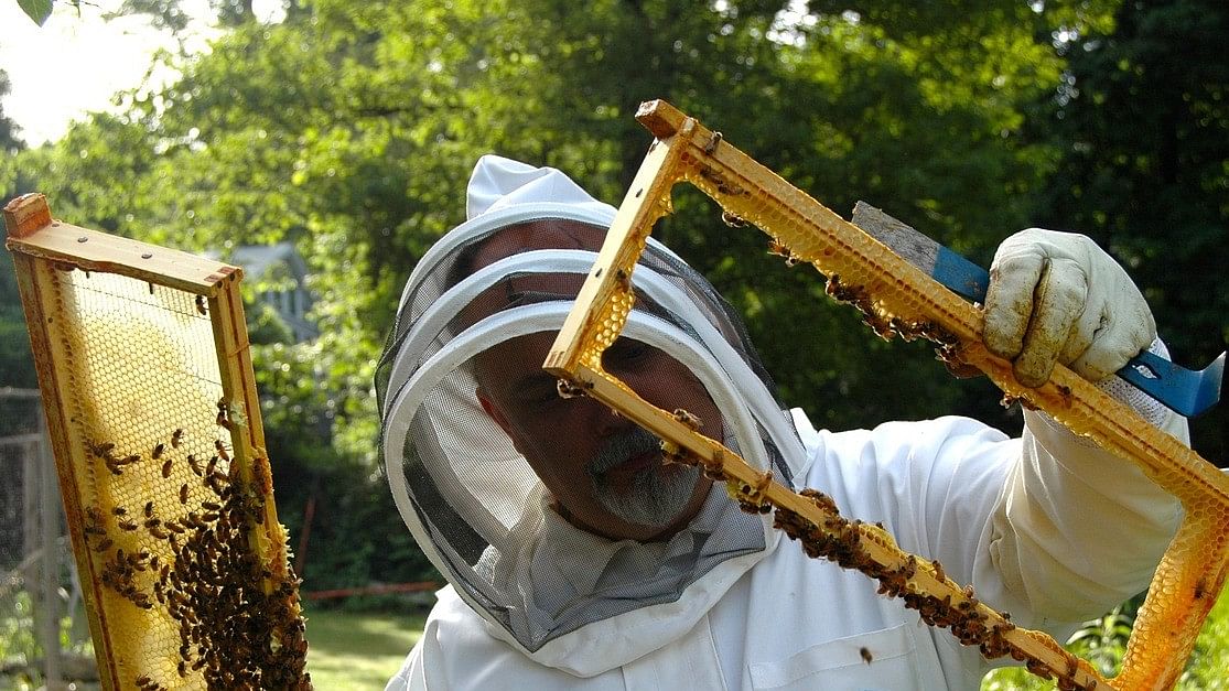 <div class="paragraphs"><p>Representative image showing a beekeeper.</p></div>