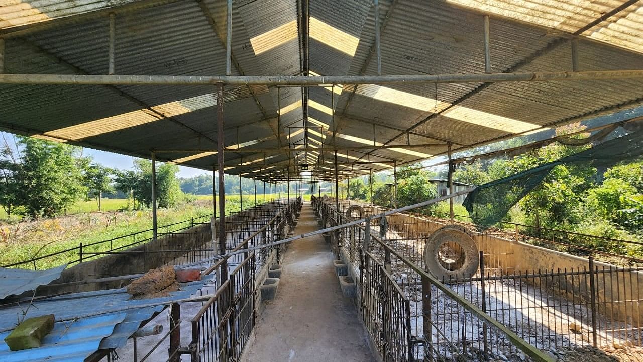 <div class="paragraphs"><p>A pig farm in Manipur.</p></div>