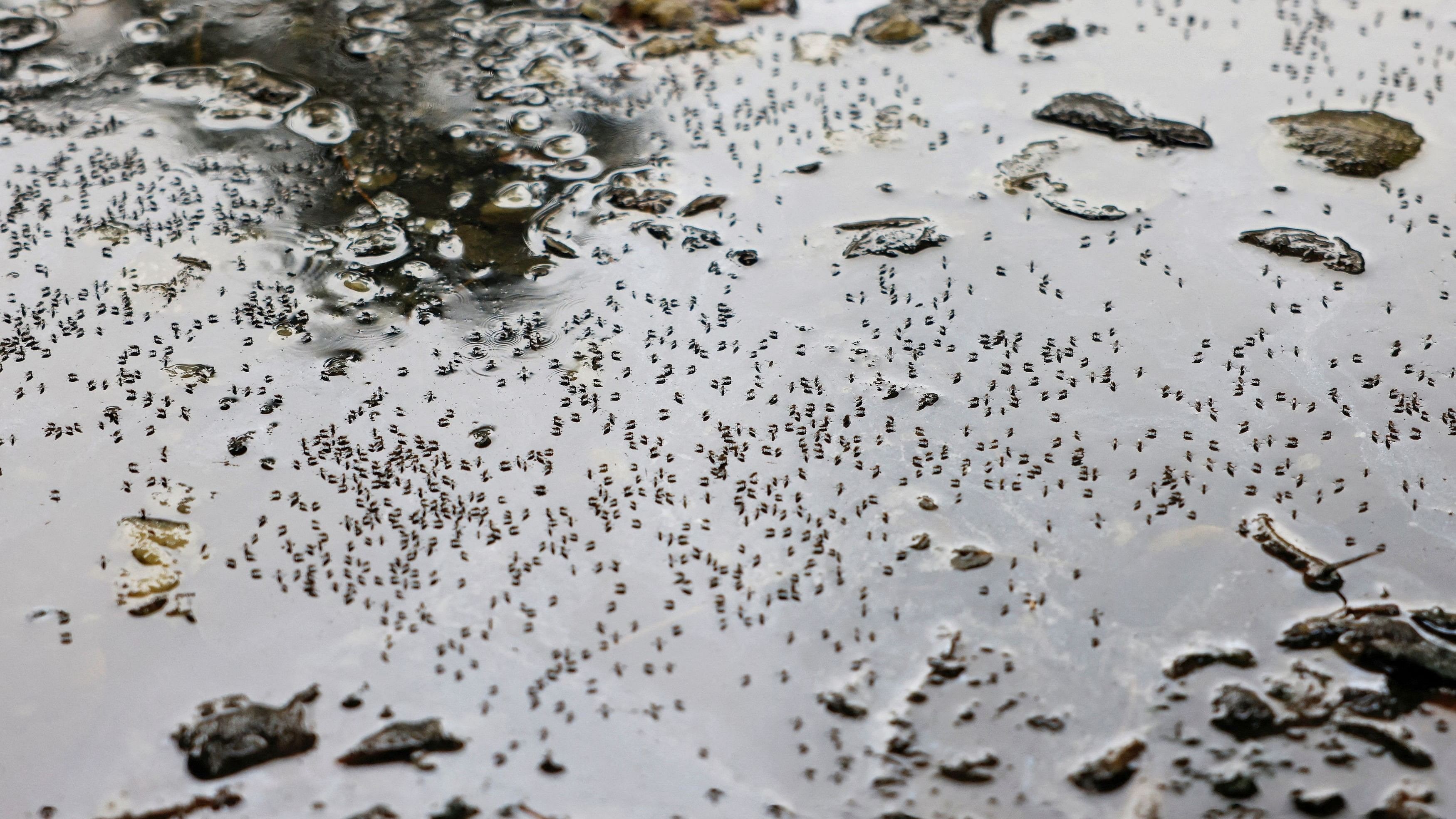 <div class="paragraphs"><p>Mosquitoes seen on stagnant water on the roadside.</p></div>