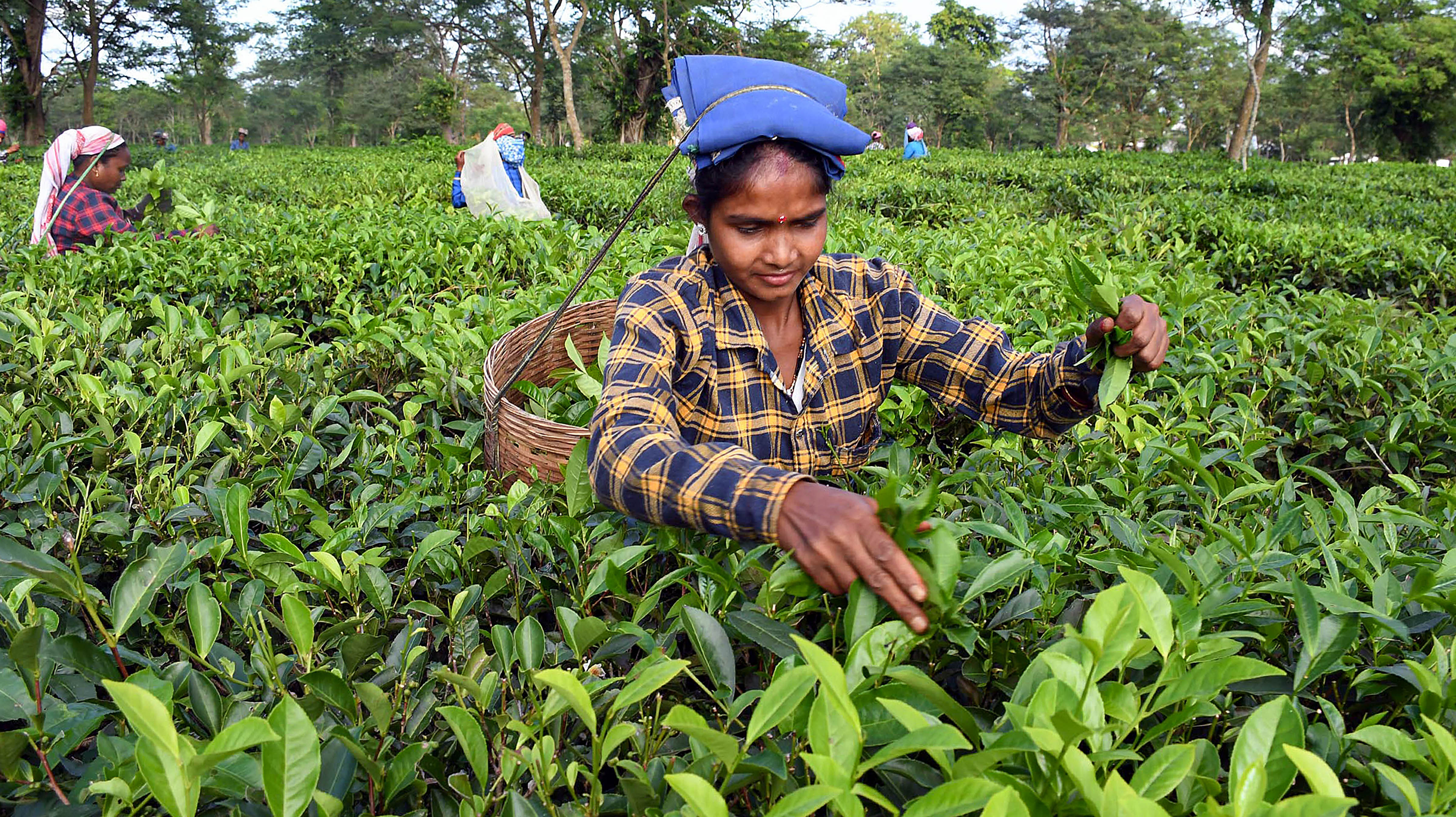 <div class="paragraphs"><p>Workers pluck tea leaves at a tea garden, in Dibrugarh</p></div>