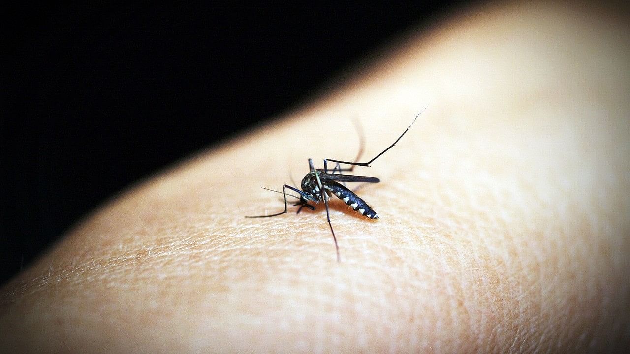 <div class="paragraphs"><p>Representative image showing a mosquito.</p></div>