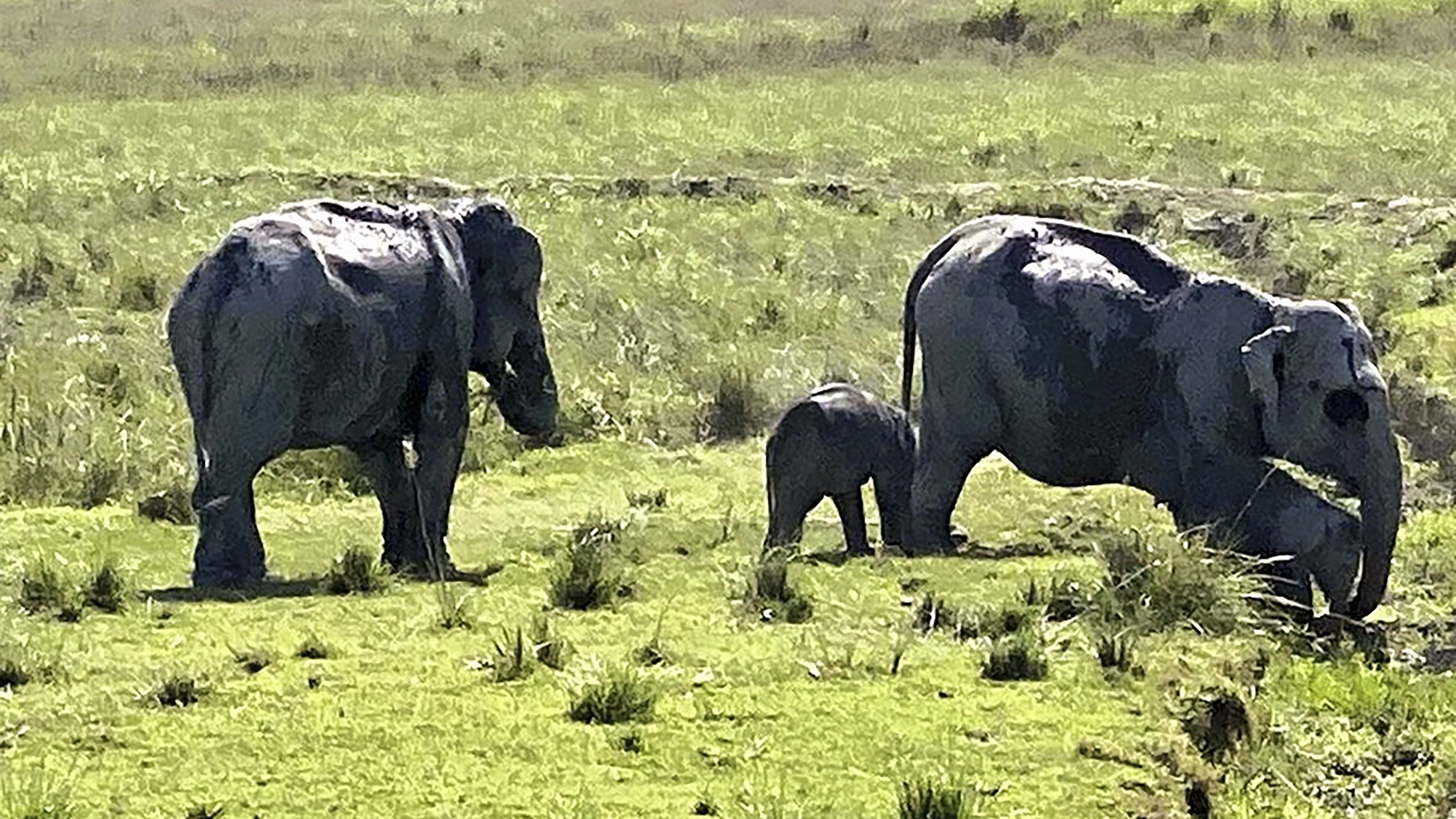 <div class="paragraphs"><p>Elephants roam inside the Kaziranga National Park.</p></div>