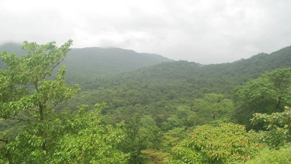 <div class="paragraphs"><p>Forest in Karnataka.</p></div>