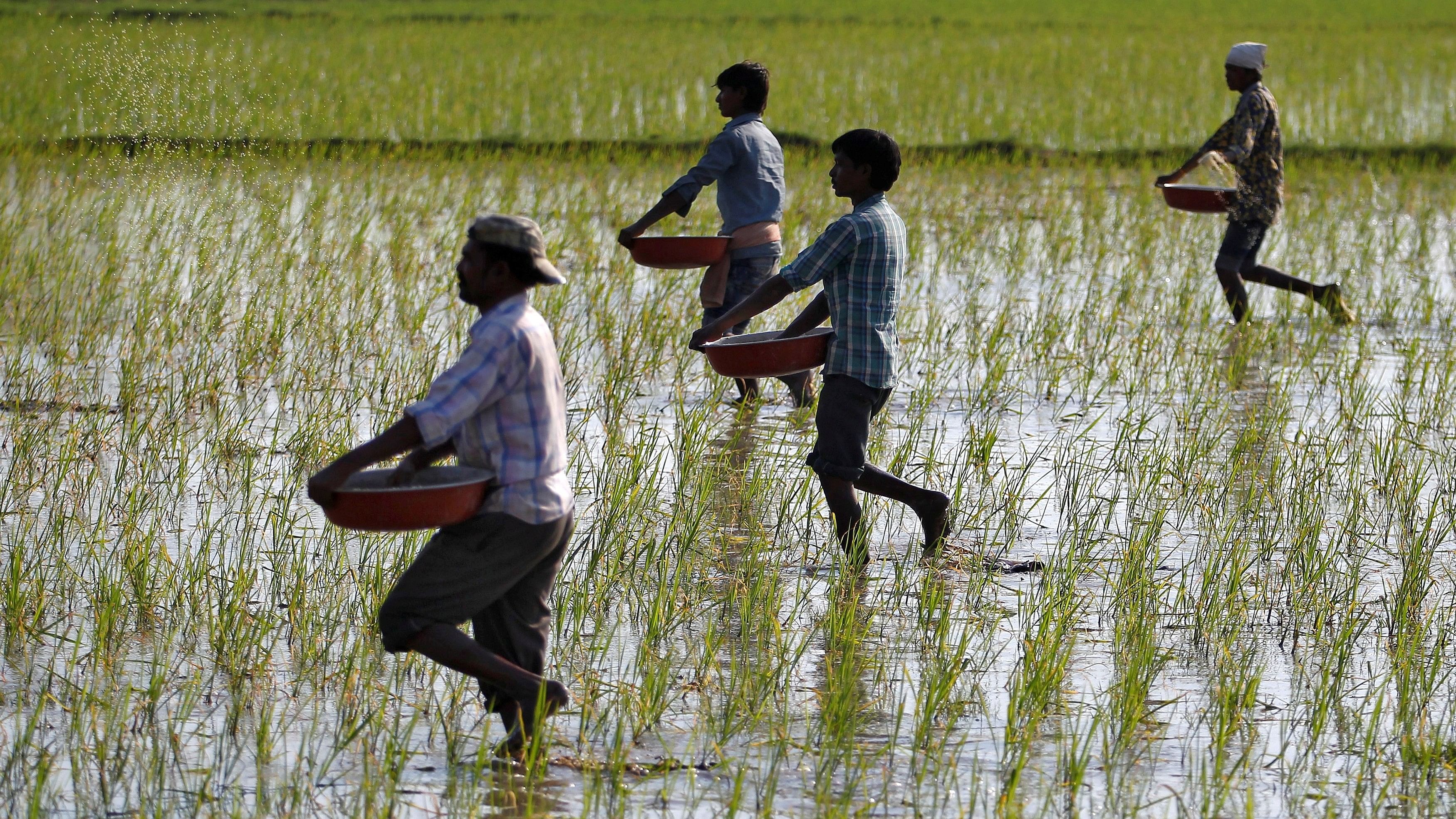 <div class="paragraphs"><p>FILE PHOTO:Farmers sprinkle fertilisers on a paddy field on the outskirts of Ahmedabad.</p></div>